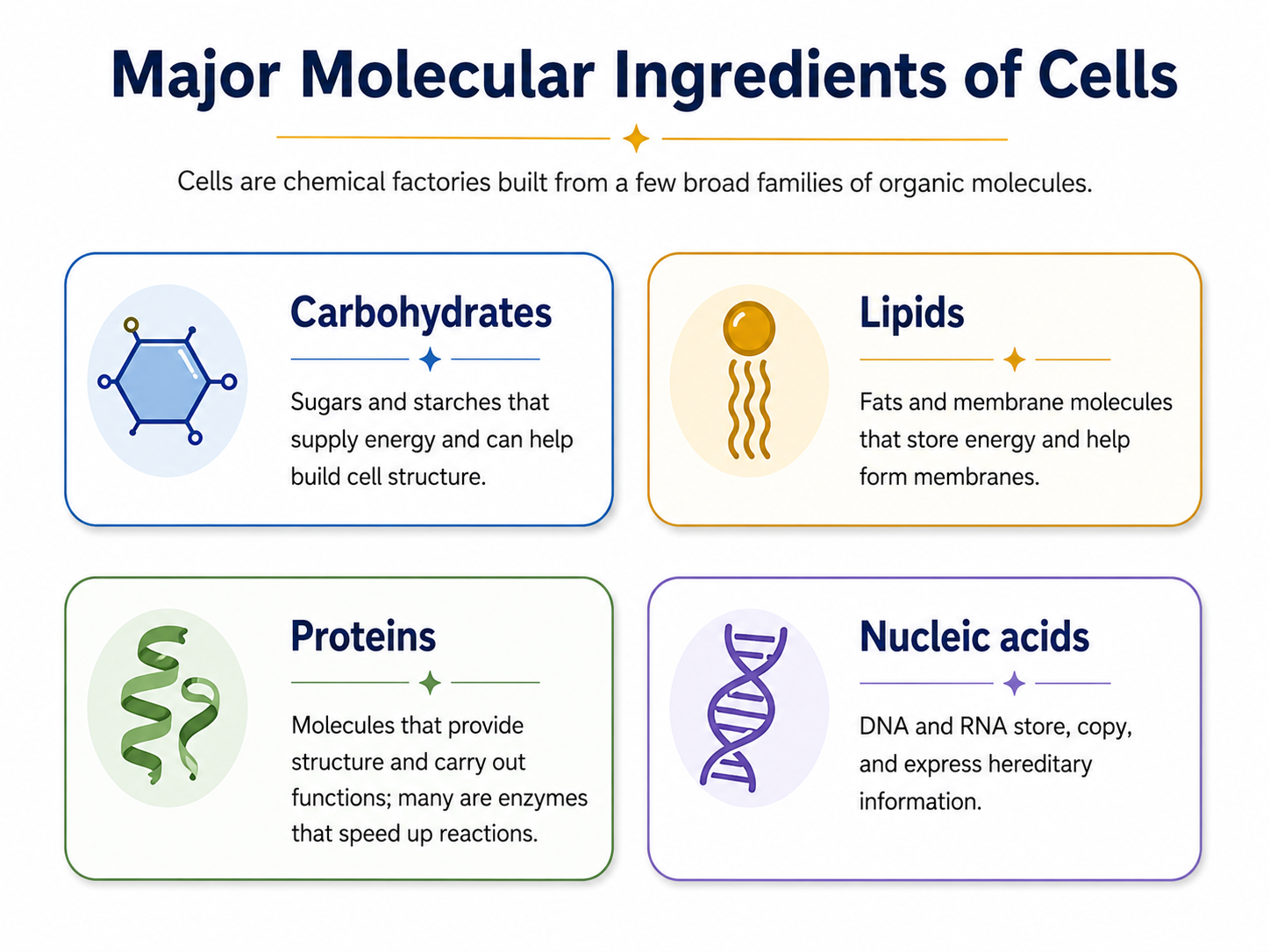 Four major biological molecule classes and their roles in cells.