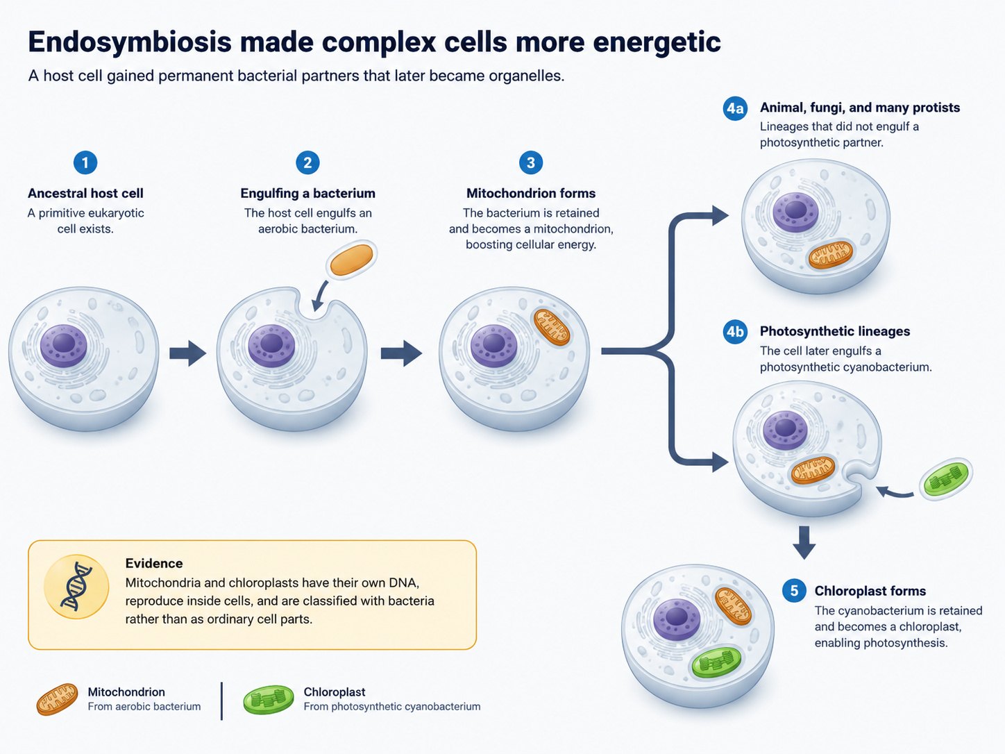 A polished diagram showing endosymbiosis and the bacterial origins of mitochondria and chloroplasts.