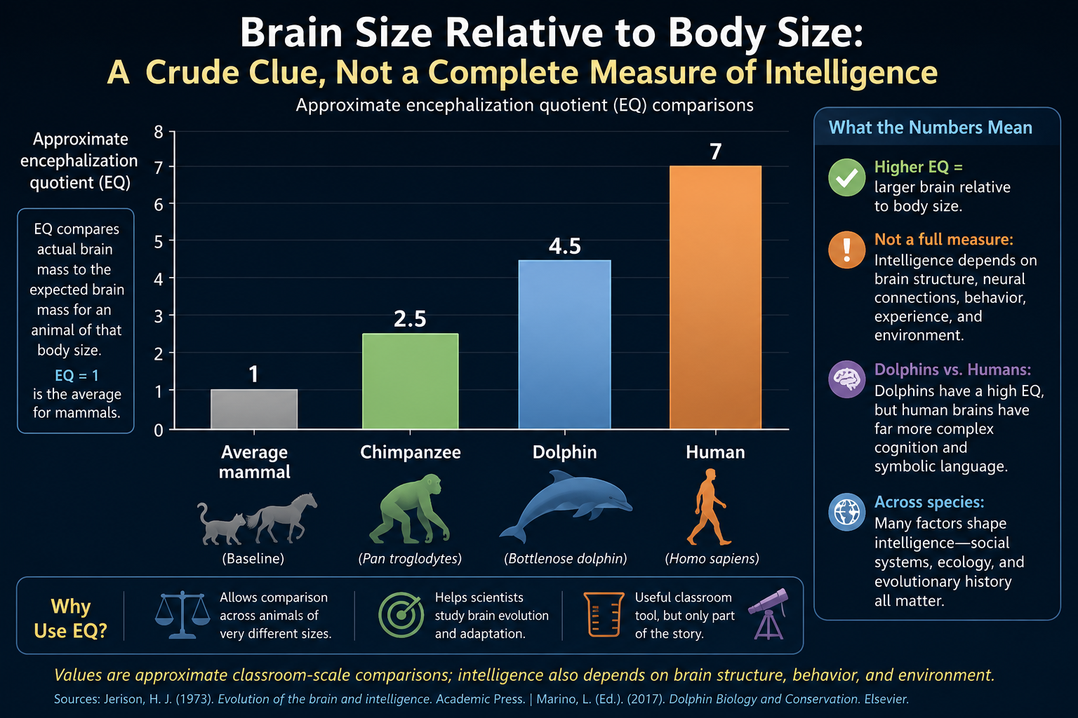 Bar chart comparing approximate encephalization quotients for an average mammal, chimpanzee, dolphin, and human.