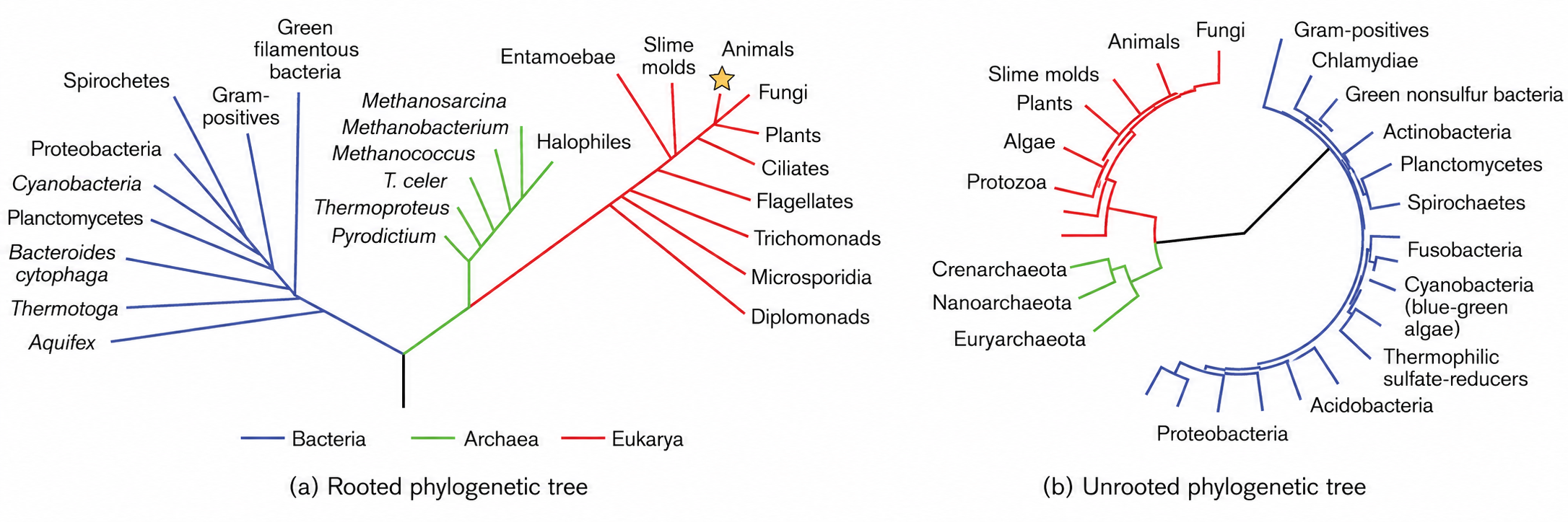 Simplified tree of life with bacteria, archaea, and eukarya.